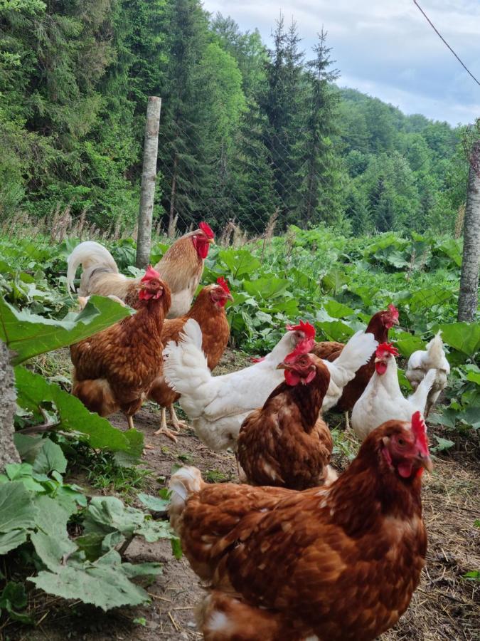Farmstead Green Haven Mojkovac Εξωτερικό φωτογραφία