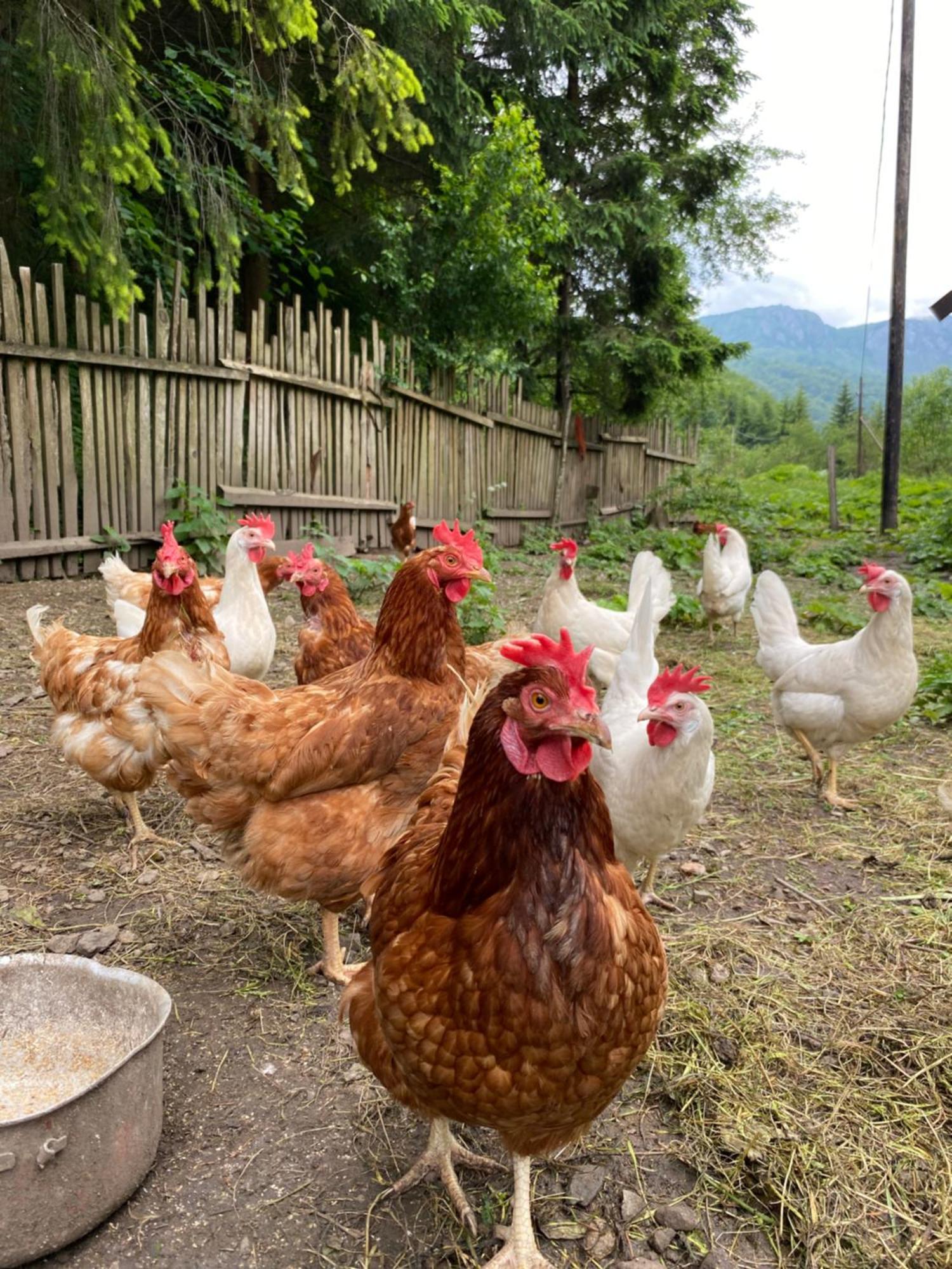 Farmstead Green Haven Mojkovac Εξωτερικό φωτογραφία