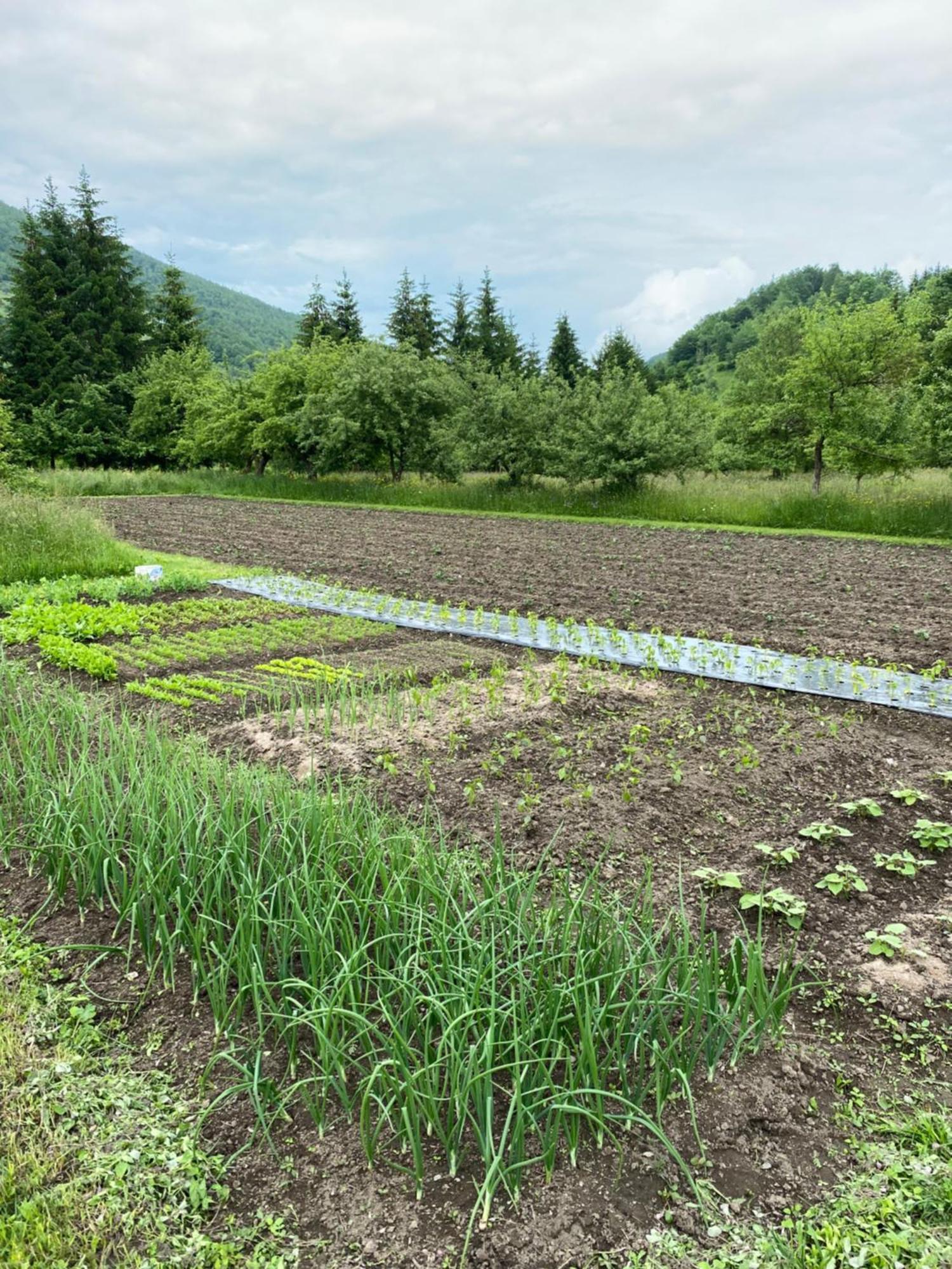 Farmstead Green Haven Mojkovac Εξωτερικό φωτογραφία