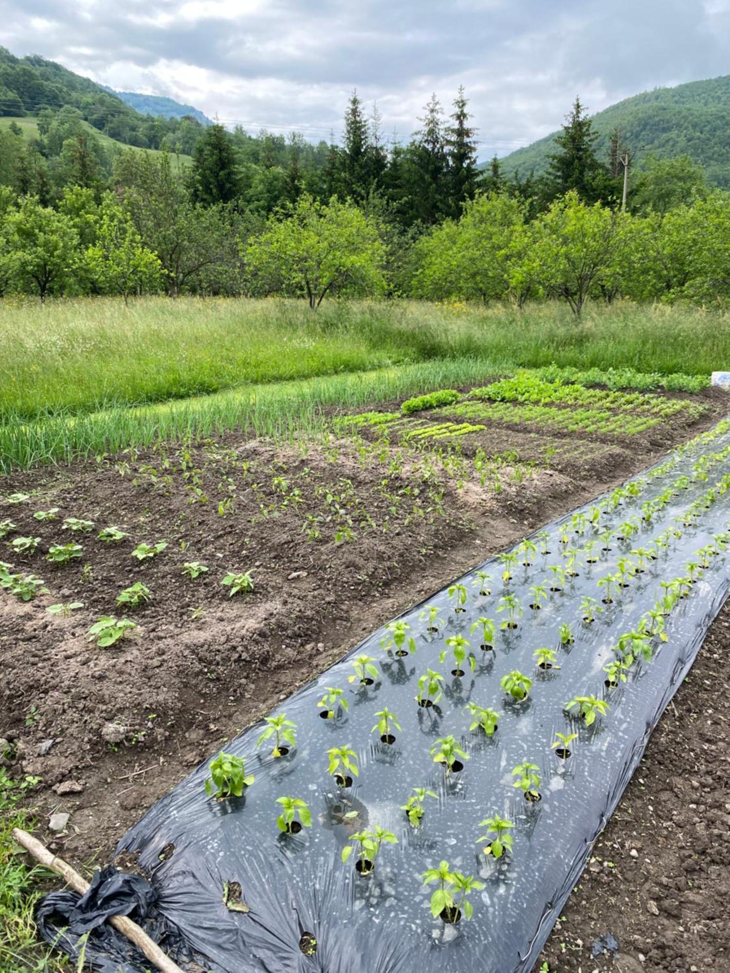 Farmstead Green Haven Mojkovac Εξωτερικό φωτογραφία
